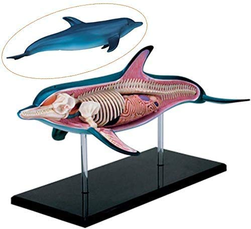 LBYLYH Dolphin Mode Anatomische Organ 18 Abnehmbarer Körper Tiermodell Anatomische Wissenschaft Realistic Animal Medical Educational Modell von LBYLYH