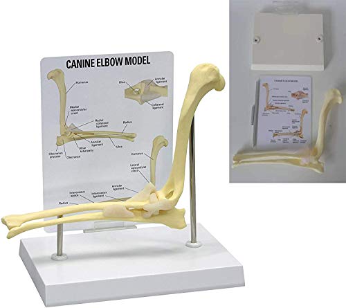 LBYLYH EIN Modell des Hundeellenbogengelenk, Ellenbogen Anatomie des Tieres Veterinär Körpers Bürohund für die Anzeige Veterinär Lehre medizinische Modellstudie LBYLYH EIN Modell des Hundeellenbogengelenk, Ellenbogen Anatomie des Tieres Veterinär Körpers Bürohund für die Anzeige Veterinär Lehre medizinische Modellstudie von LBYLYH