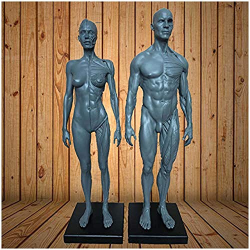 LBYLYH Frau & Mann Anatomie-Figur - Anatomischer menschlicher Muskeln-Betriebssystem-Modell - Harz Mgeray Human Anatomy Figur Modell - Studienzeichnung LBYLYH Frau & Mann Anatomie-Figur - Anatomischer menschlicher Muskeln-Betriebssystem-Modell - Harz Mgeray Human Anatomy Figur Modell - Studienzeichnung von LBYLYH