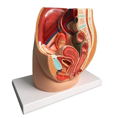 LBYLYH Frauen-Beckenmodell - menschliches weibliches Becken-Anatomisches Modell - Sagittal Median-Beckenabschnitt Modell - Unterstützung für medizinische Bildungstraining von LBYLYH