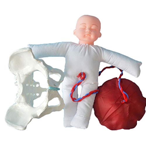 LBYLYH Frauenbecken-Vorlage, Liefermodell-Trainingssimulator, Geburts-Set inklusive Baby-Becken und Plazentable Nabelschnurabbau von LBYLYH