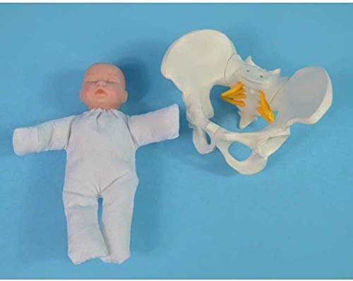 LBYLYH Geburtensimulator mit Modellen Weibliches Becken, Beckenmodell Geburts - Mini Weibliche und Baby Sitter LBYLYH Geburtensimulator mit Modellen Weibliches Becken, Beckenmodell Geburts - Mini Weibliche und Baby Sitter von LBYLYH