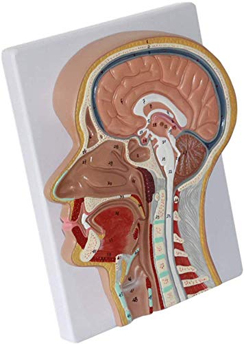 LBYLYH Halber Kopf Gesicht Anatomie Anatomische Modell Nasenhöhle Anatomie Throat Arzt Bildung Bildung Größe Natur LBYLYH Halber Kopf Gesicht Anatomie Anatomische Modell Nasenhöhle Anatomie Throat Arzt Bildung Bildung Größe Natur von LBYLYH
