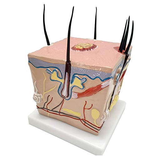 LBYLYH Hauthaar Anatomie-Modell - menschliches gesundes Haarwachstumsprozess - Akne-Pickel Haut Modell - für Studienanzeige Unterricht medizinisches Modell LBYLYH Hauthaar Anatomie-Modell - menschliches gesundes Haarwachstumsprozess - Akne-Pickel Haut Modell - für Studienanzeige Unterricht medizinisches Modell von LBYLYH