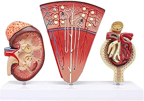 LBYLYH Hochwertig Human Organ Anatomie Modell Nieren Anatomische Nieren Modell Mit Nephron Glomeruläre Harnapparat - Für Medizinische Ausbildung Ausbildungshilfe von LBYLYH