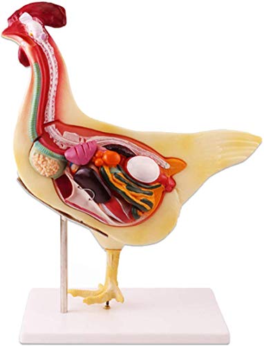 LBYLYH Huhn Anatomie Modell Veterinärtier Lehre Tier Geflügel Anatomie Lehrmittel LBYLYH Huhn Anatomie Modell Veterinärtier Lehre Tier Geflügel Anatomie Lehrmittel von LBYLYH