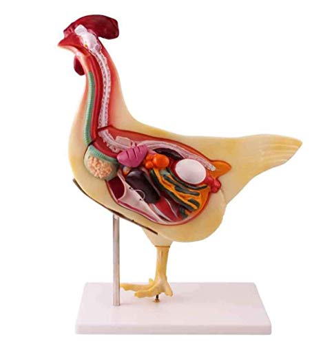 LBYLYH Huhn Anatomisches Modell, Tieranatomie Abnehmbare Huhn Organ Anatomie Modell Huhn Modell für Studienanzeige Lehre Medizinisches Modell PVC-Material. LBYLYH Huhn Anatomisches Modell, Tieranatomie Abnehmbare Huhn Organ Anatomie Modell Huhn Modell für Studienanzeige Lehre Medizinisches Modell PVC-Material. von LBYLYH