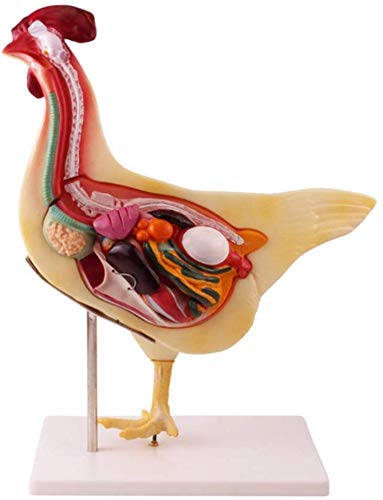 LBYLYH Huhn Tiermodell Anatomie Anatomisches Modell -Abnehmbare Huhn Anatomie Modell - Anzeige Der Medizinische Ausbildung Modell Zu Studieren, 3D-Puzzle von LBYLYH
