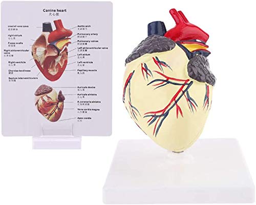 LBYLYH Hundeherz Anatomie Modell Canin Tierkörper Gesellschaft Studie Bildung Support Education LBYLYH Hundeherz Anatomie Modell Canin Tierkörper Gesellschaft Studie Bildung Support Education von LBYLYH