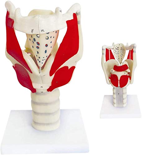 LBYLYH Kehlkopf Anatomisches Modell Mensch Modell Zur Verstärkung Der Halsstruktur Und -Funktion von LBYLYH