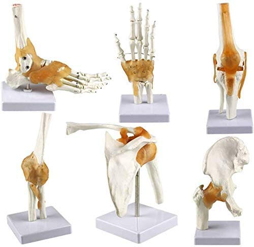 LBYLYH Knochen Scientific Medizinstudium Skelett Anatomie Menschlicher 6 Stück Gemeinsame Modelle Serie Modell Mensch Schulter Ellbogen Hüfte Knie Hand Fuß Gelenkknochen,1 von LBYLYH