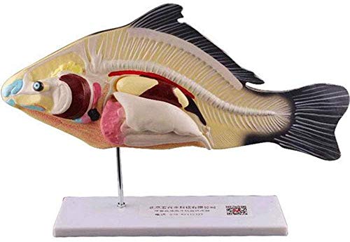 LBYLYH Labs Modell Präparation von Fisch, Anatomisches Modell des Tierfisch Abnehmbare Organe Anatomie in 3 Teilen, Hilfe Modell Tier Biologie zu unterrichten. von LBYLYH