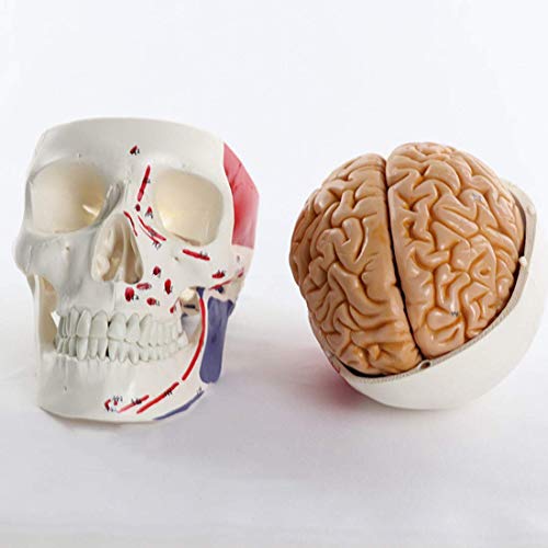 LBYLYH Lebensrahmen-Human-Schädel-Modell Mit Gehirn, 8-Teiligem Kopf-Skeleton-Schädelmodell Und Hirn-Modell Mit Markierung, Farbmuskeln Und Endpunkten von LBYLYH
