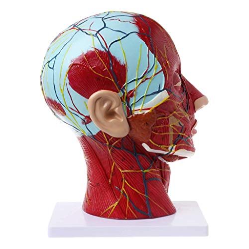 LBYLYH Medizinische Kopfschablone, menschliche anatomische Halbkopf Anatomie, medizinisches Brain-Nacken-Studienmodell, nervöse Blutsteigung für Bildung von LBYLYH