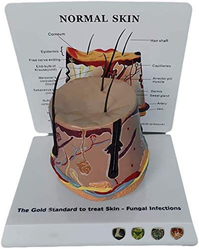LBYLYH Medizinische anatomisches Hautstrukturmodell - Menschliche Haut und Haar Organ Anatomie Modell - Menschliche Haut Modell - für das Studium Anzeige Teaching Medical Modell LBYLYH Medizinische anatomisches Hautstrukturmodell - Menschliche Haut und Haar Organ Anatomie Modell - Menschliche Haut Modell - für das Studium Anzeige Teaching Medical Modell von LBYLYH