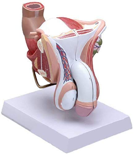 LBYLYH Menschliche Männliche Genital Organ Penis Anatomie Anatomisches Modell Medical Science Teaching Natural Größe 4 Part von LBYLYH