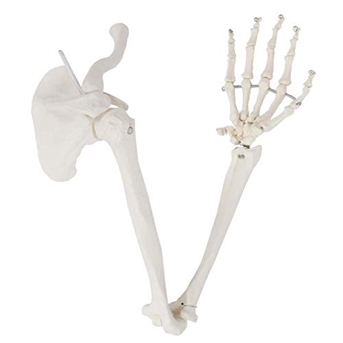 LBYLYH Menschliches Gelenkmodell Menschliches Armskelett Modell-Aktiv-Alle Armknochen-Medizinisches Display-Teaching -28inches von LBYLYH