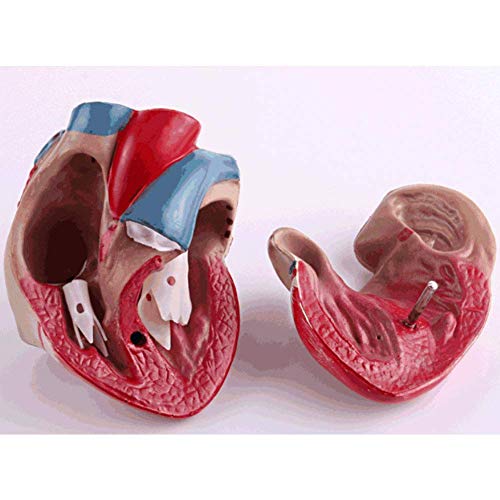 LBYLYH Menschliches Herz Anatomie Modell, Removable Herz Anatomie 5-Facher Vergrößerung Modell Für Medizinische Ausbildung Lehrmittel LBYLYH Menschliches Herz Anatomie Modell, Removable Herz Anatomie 5-Facher Vergrößerung Modell Für Medizinische Ausbildung Lehrmittel von LBYLYH