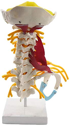 LBYLYH Modell HWS - Modell der menschlichen Halswirbelsäule mit Nerven, Hirnstamm, okzipitalen Knochen, Axilla, Medical Lehrmodell der zervikalen thorakalen von LBYLYH