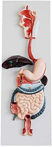 LBYLYH Natürliche Größe, Modell des menschlichen Verdauungssystem Anatomie Verdauungstrakt Abschnitt Koronar Magen und Colon Transversal 3 Teile für Zuschüsse Ärzte LBYLYH Natürliche Größe, Modell des menschlichen Verdauungssystem Anatomie Verdauungstrakt Abschnitt Koronar Magen und Colon Transversal 3 Teile für Zuschüsse Ärzte von LBYLYH