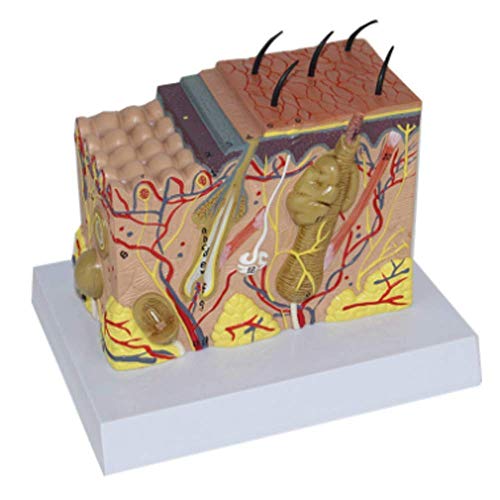 LBYLYH Pädagogisches Modell Human Anatomy Haut Stoff Struktur Modell Vergrößerter Haut Hierarchie Modell Simulation Stereo Hautblock für medizinische Bildung LBYLYH Pädagogisches Modell Human Anatomy Haut Stoff Struktur Modell Vergrößerter Haut Hierarchie Modell Simulation Stereo Hautblock für medizinische Bildung von LBYLYH