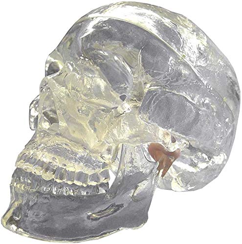 LBYLYH -Schädel Anatomische - Größe Der Kristallschädel Human Life Medical Teaching Modell Skelett-Kopf-Studie LBYLYH -Schädel Anatomische - Größe Der Kristallschädel Human Life Medical Teaching Modell Skelett-Kopf-Studie von LBYLYH