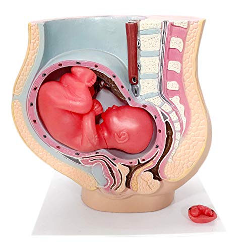 LBYLYH Schwangeres Bauchmodell - Human Schwangerer Uterus Anatomische Modelle - Lehrmodelle für Studienanzeige Teaching Medical Model LBYLYH Schwangeres Bauchmodell - Human Schwangerer Uterus Anatomische Modelle - Lehrmodelle für Studienanzeige Teaching Medical Model von LBYLYH