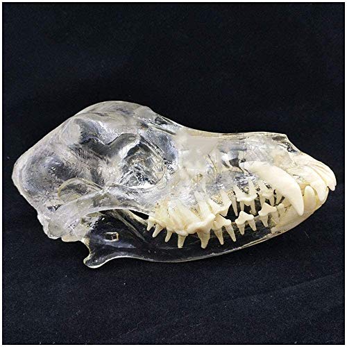 LBYLYH Transparent Canine Schädel -Schädel Hund Zahn Kiefermodell - Anatomische Medical Modell Hund - Veterinary Studie Didaktische Ausstellung, Labortechnik LBYLYH Transparent Canine Schädel -Schädel Hund Zahn Kiefermodell - Anatomische Medical Modell Hund - Veterinary Studie Didaktische Ausstellung, Labortechnik von LBYLYH