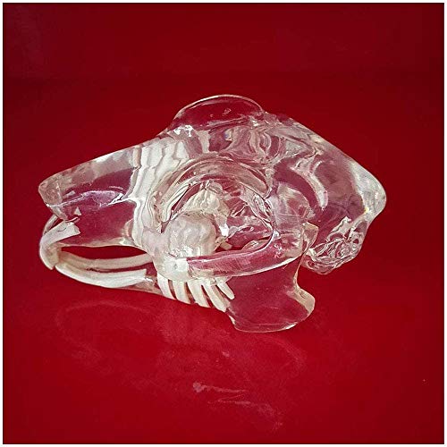 LBYLYH Transparent Kaninchen Schädel - Kaninchen-Schädel-Kopf-Modell Mit Resin Kaninchen Zähne - Transparentes Harz Veterinary Spezialtierschädel Knochen LBYLYH Transparent Kaninchen Schädel - Kaninchen-Schädel-Kopf-Modell Mit Resin Kaninchen Zähne - Transparentes Harz Veterinary Spezialtierschädel Knochen von LBYLYH