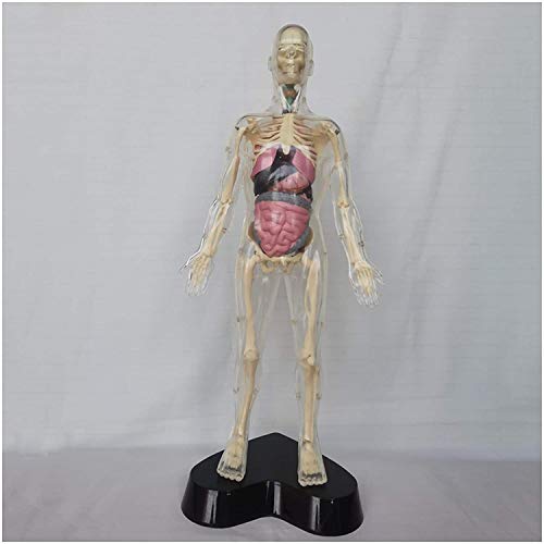 LBYLYH Transparent Menschliches Skelett-Modell - 40cm / 15.7Inch Menschlicher Torso Körper-Modell mit inneren Organe - Medizin Anatomische menschliche innere Organe Modell,A LBYLYH Transparent Menschliches Skelett-Modell - 40cm / 15.7Inch Menschlicher Torso Körper-Modell mit inneren Organe - Medizin Anatomische menschliche innere Organe Modell,A von LBYLYH