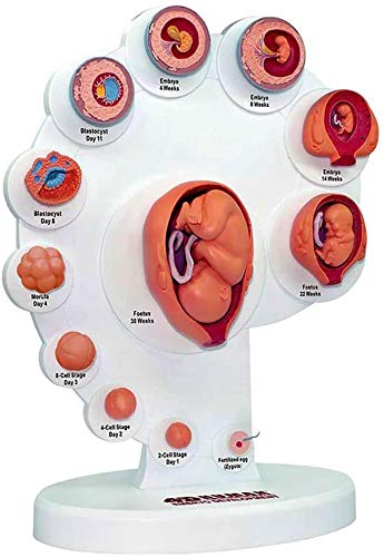 LBYLYH Vorlage Processen Organe Auf Wachstumsmodell Fetus Fetale Modell Der Entwicklung des Fötus Aus Embryo-Sourcing Medical Education Anatomie LBYLYH Vorlage Processen Organe Auf Wachstumsmodell Fetus Fetale Modell Der Entwicklung des Fötus Aus Embryo-Sourcing Medical Education Anatomie von LBYLYH