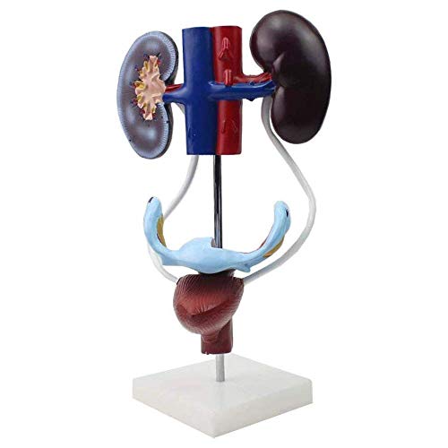 LBYLYH Weibliches Harnsystem Modell Anatomie-Modell des medizinischen Bildschirms Anatomie LBYLYH Weibliches Harnsystem Modell Anatomie-Modell des medizinischen Bildschirms Anatomie von LBYLYH