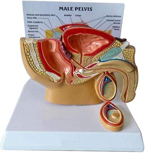 LBYLYH des Männlichen Abschnitt Modell Prostata Human Anatomy Model Model Harnwege Von Medizinischen Lehrmittel Liefert Ressourcen Laboratory von LBYLYH