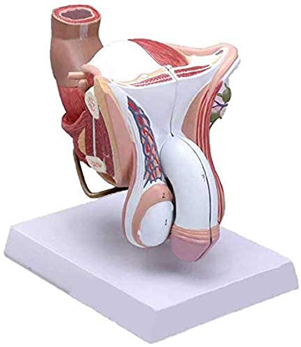 Mensch Männlich Genital Penis Organ Anatomisch Medizinisch Modell, Wissenschaft Lehren Natürlich 4 Teil von LBYLYH