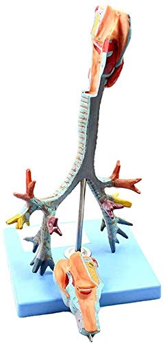 Menschliche Trachea und Bronchialbaum Modell Larynx Larynx Bronchoskopie Lungen Demonstration, geeignet für medizinische Forschung, Lehre Modelle Menschliche Trachea und Bronchialbaum Modell Larynx Larynx Bronchoskopie Lungen Demonstration, geeignet für medizinische Forschung, Lehre Modelle von LBYLYH