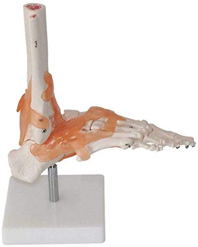 Modell Skelett des Fuß und Sprunggelenk, Fuß Menschliches Skelett mit Ligamentum - Lehre von LBYLYH