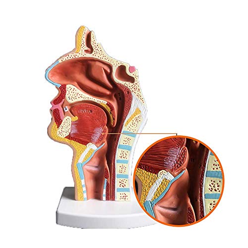 Nasenanatomisches Modell Medizin Nasenmodell HNO-Modell Modell Der Nasenhöhle Modell Der Halspathologie Modell Modell Der Medizinischen Lehre Nasenanatomisches Modell Medizin Nasenmodell HNO-Modell Modell Der Nasenhöhle Modell Der Halspathologie Modell Modell Der Medizinischen Lehre von LBYLYH