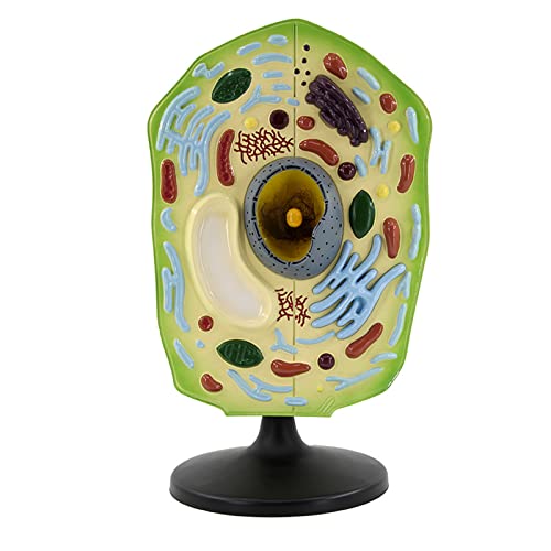 Pflanzenzelle Modell Studie Modell Zell Anatomie Modell Wechselstufe Klare Textur Reale Und Zuverlässige PVC-Materialien Sichere Nichttoxische Biologie-Unterrichtsmodell Für Schüler Lehrer Pflanzenzelle Modell Studie Modell Zell Anatomie Modell Wechselstufe Klare Textur Reale Und Zuverlässige PVC-Materialien Sichere Nichttoxische Biologie-Unterrichtsmodell Für Schüler Lehrer von LBYLYH
