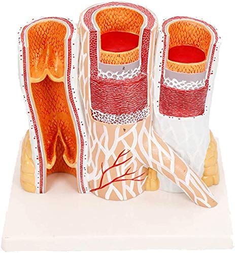 Props Lernen Anatomie der Arterien und Venen Modelle für Bildung und Lernen Arzt, Modelle menschlichen Gefäßvorfall, Modelle von Abschnitten erweitert Props Lernen Anatomie der Arterien und Venen Modelle für Bildung und Lernen Arzt, Modelle menschlichen Gefäßvorfall, Modelle von Abschnitten erweitert von LBYLYH