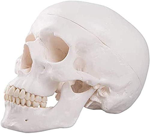 Props Lernen Modell der menschlichen Schädels, Größe Natur Replica Anatomy Medica Erwachsener mit Kapuze Abnehmbarer des Schädel und Kiefergelenk Props Lernen Modell der menschlichen Schädels, Größe Natur Replica Anatomy Medica Erwachsener mit Kapuze Abnehmbarer des Schädel und Kiefergelenk von LBYLYH