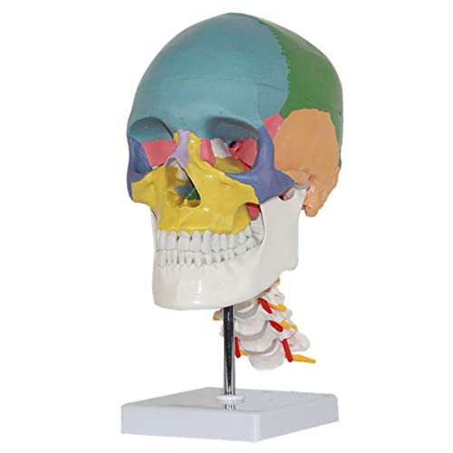 Totenkopf Mit Farbigen Knochen Halswirbel Skulptur Skelett Anatomie Mit Nerven Und Blutgefäß Lebensgroß Abnehmbar Medizinisch Zum Lernen Lehrmaterial Totenkopf Mit Farbigen Knochen Halswirbel Skulptur Skelett Anatomie Mit Nerven Und Blutgefäß Lebensgroß Abnehmbar Medizinisch Zum Lernen Lehrmaterial von LBYLYH