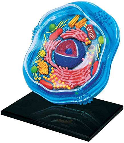 Zelle Anatomie Modell - Abnehmbare 24 Teile Animal Cell Anatomie Modell Science Kit - Medizinische Lehre - für das Studium Anzeige Teacing Medical Modell, Montage Spielzeug Zelle Anatomie Modell - Abnehmbare 24 Teile Animal Cell Anatomie Modell Science Kit - Medizinische Lehre - für das Studium Anzeige Teacing Medical Modell, Montage Spielzeug von LBYLYH