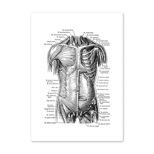 LCSLDW Leinwanddruck，Schwarzweiss Menschlicher Körper Anatomie Wandkunst Leinwand Malerei Nordische Plakate Und Drucke Wandbilder Büro Dekor, 40X50Cm Ohne Rahmen von LCSLDW