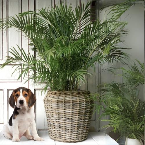 LEBENSwohnART Pflanzkorb BÜSUM Natural Grey ca. 50cm Natur-Rattan Korb Übertopf Aufbewahrungskorb von LEBENSwohnART