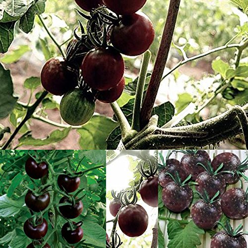 LEDGOO 100 stücke Black Pearl Tomato Seeds obst gemüsesamen für bauernhof hausgarten von LEDGOO