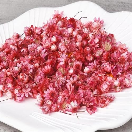 LEEYOX 140–280 Stück Beutel dekorative getrocknete Blütenköpfe Mini-Stern-Blumenstrauß natürliche Nagelkunst-Kristall-Epoxidharz-Füllung Heimdekoration LEEYOX 140–280 Stück Beutel dekorative getrocknete Blütenköpfe Mini-Stern-Blumenstrauß natürliche Nagelkunst-Kristall-Epoxidharz-Füllung Heimdekoration von LEEYOX