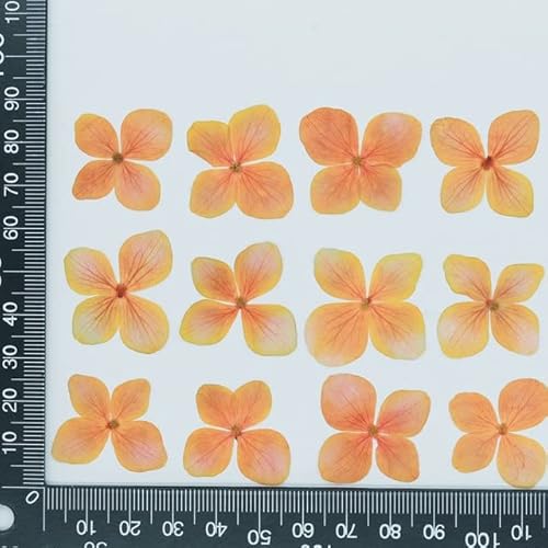 LEEYOX Gepresste Hortensie-Blume für Harz-Schmuck Getrocknete Blumen für DIY Epoxid-Telefon-Abdeckungs-Handwerks-Kunst Canlde Seifen-Sammelalbum 24pcs von LEEYOX