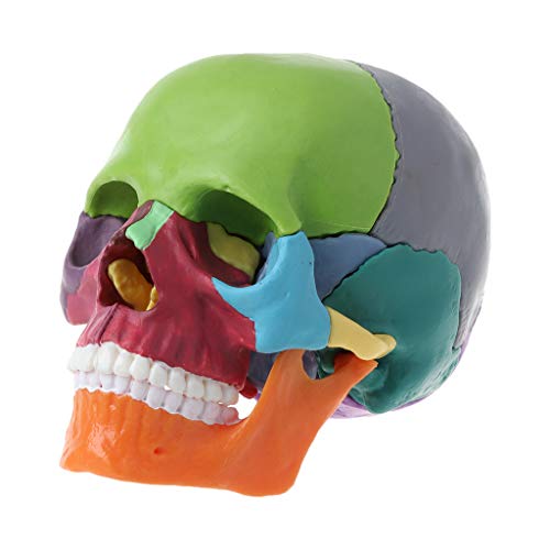 15 Stück/Set 4D zerlegter farbiger Totenkopf, anatomisches Modell, abnehmbar, medizinischer Lehrer von LEIDJGUN