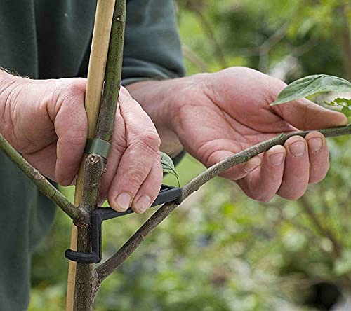 WANLIAN Obstzweig Streuer Apfelbaum Äste Streuer Stärkere Zweige Pflanzentraining Obstbäume zur Unterstützung des Wachstums neuer Zweige Zweigstütze Schwarz 30 Stück pro Packung von WANLIAN