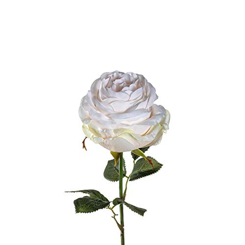 LEONARDO HOME Rose Poesia 39 cm beige 12er Set, Kunststoff von LEONARDO HOME